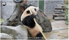 <b>大只彩票,大熊猫的竹子最新神奇吃法:劈头盖脸式</b>
